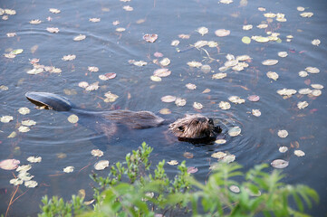 Beaver Stock Photos. Beaver tail. Head close-up profile view. Water lily pads background and foreground. Image. Picture. Portrait. North American beaver. Eating.