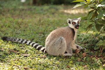 Naklejka na ściany i meble Ring-Tailed Lemur (Lemur catta) in nature, green background, funny wild animal