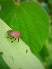 brown beetle bug on a greeb leaf