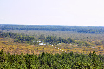 Fototapeta na wymiar Swamp landscape in national park in Latvia surrounded by forest 