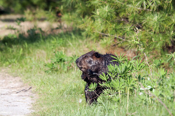 Beaver Stock Photos.  Beaver in the field.  Close-up profile view wild beaver. Image. Portrait. Picture. Beaver in the field. Beaver fur. Beaver tail. North American beaver.
