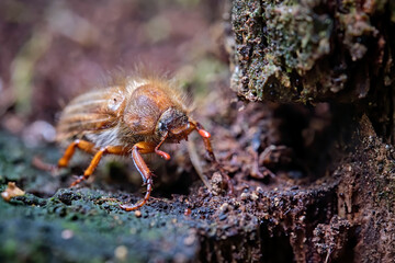 Gerippter Brachkäfer / Junikäfer ( Amphimallon solstitiale ).