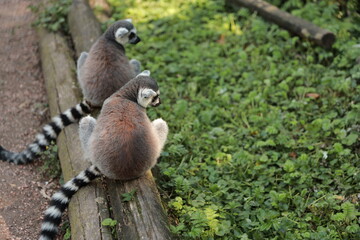 Two Ring-Tailed Lemurs (Lemur catta) in nature, green background, funny wild animal