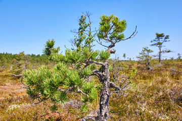 Pine tree in the swamp on the sunny day
