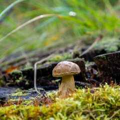 Porcini Mushroom grows in the forest