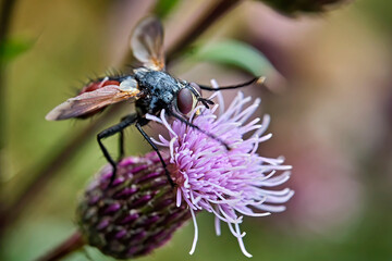 Raupenfliege ( Cylindromyia bicolor ). 