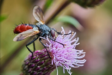 Raupenfliege ( Cylindromyia bicolor ). 