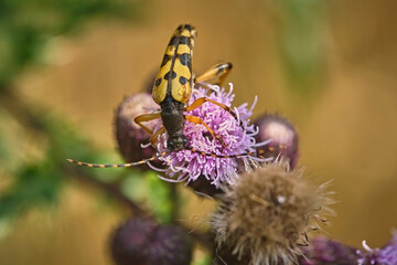 Gefleckter Schmalbock ( Rutpela maculata , Syn.: Strangalia maculata , Leptura maculata ). 