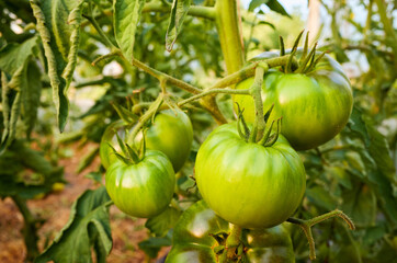 Ripening organic green tomatoes in a greenhouse, selective focus.