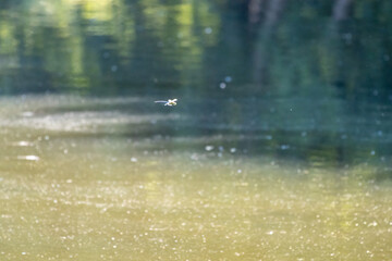  large dragonfly flies over the calm waters of a lake