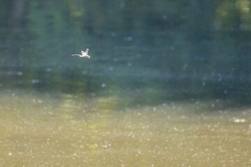  large dragonfly flies over the calm waters of a lake