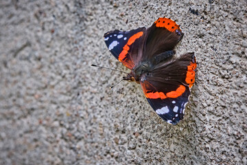 Admiral ( Vanessa atalanta, Syn.: Pyrameis atalanta ).