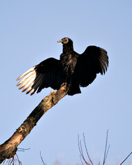 Black Vulture bird stock photo.  Black Vulture bird close up profile view with blue sky. Spread wings. Span wings. Black Vulture image.  Black Vulture picture. Blue Sky with black vulture. 