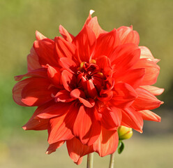 Dahlia