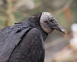 Black Vulture Stock Photos.  Black Vulture bird  head bird close-up profile.  Black Vulture picture. Black Vulture image. Black Vulture portrait. Blur background.