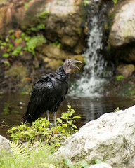 Black Vulture bird Stock Photos.  Black Vulture bird with waterfall background, foliage foreground. Membrane nictitating of one eye. Black Vulture picture. Black Vulture image.