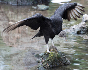 Black Vulture Stock Photos.  Close up perched on a moss rock with spread wings, displaying black feather plumage, head, eye, beak, in its environment and habitat  with a blur water background. Picture