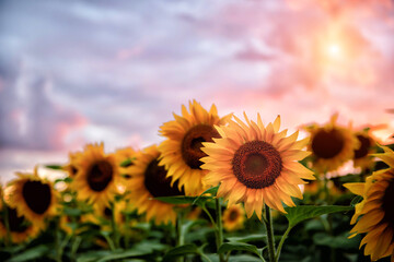 
Sunflower field during sunset , Balkan ,  