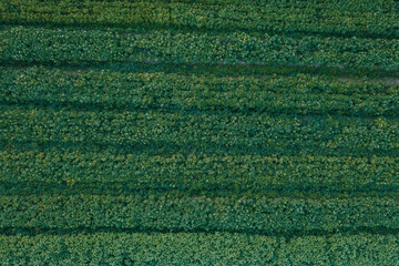Private agricultural land on which potatoes are grown, the plant is removed from the top,...