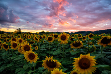 Obraz premium Sunflower field during sunset , Balkan , 