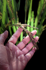 Ear of rice on hand.