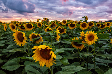 
Sunflower field during sunset , Balkan ,  