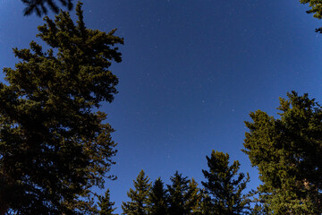 Looking up the starry sky in the forest at Duck Creek Campground
