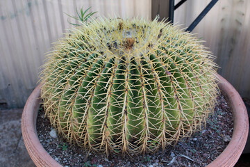 Cactácea cactus