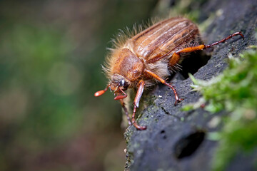 Gerippter Brachkäfer / Junikäfer ( Amphimallon solstitiale ). 