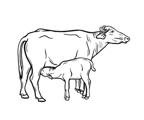breeding cow. animal husbandry. livestock illustration on a white