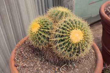 Cactus cactácea