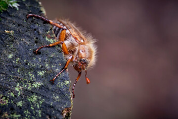 Gerippter Brachkäfer / Junikäfer ( Amphimallon solstitiale ). 