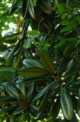 close up of a tropical plant