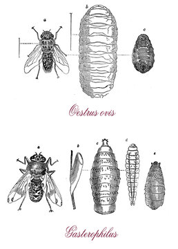 Parasitic flies: Oestrus ovis is a parasitic fly damage to sheep, deer, goats.  Gasterophilus, commonly known as botfly, affects different types of animals, especially horses.