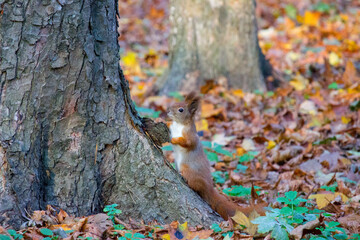 Red squirrel in the autumn park