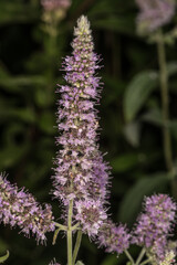 Obraz premium Flowers of Anis-Ysop (Agastache foeniculum)