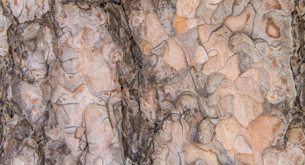 The bark of a pine Crimean. Latin 