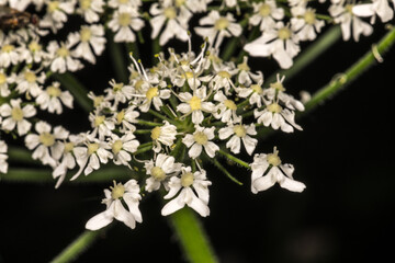 Flowers of Wild Carrot (Daucus carota)