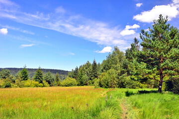 Forest meadow in summer sunny day. Meadow forest landscape.