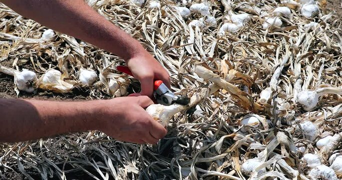 Garlic crop. Farmer Cutting freshly picked garlic heads in a field.