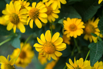 Bright yellow arnica flowers with green leaves