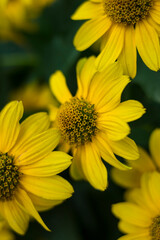 Bright yellow arnica flowers with green leaves
