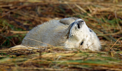 Grey seals on the beach