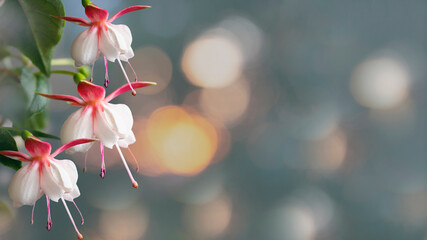 Beautiful bunch of a blooming pink and white fuchsia flowers over natural gray backdrop. flower...