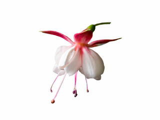 Isolated beautiful bunch of a blooming pink and white fuchsia flower, close up