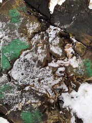 Green Black Moss growing on Aspen Tree Trunks White Bark Textured Close up
