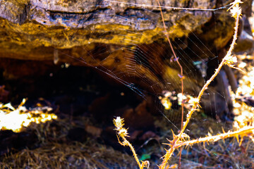 Spiderweb Cave