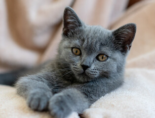 Portrait of cute blue british short hair kitten. Selective  focus.