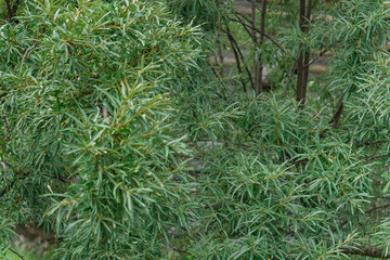background of green sea buckthorn branches close up