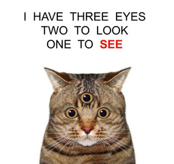The beige cat has got third eye. I have three eyes two look one see. White background. Isolated.